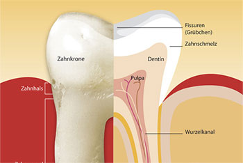 Grafik Zahn-Querschnitt - Zahnkrone und Zahnwurzeln - Dr. Weitze, Endodontie Hamburg
